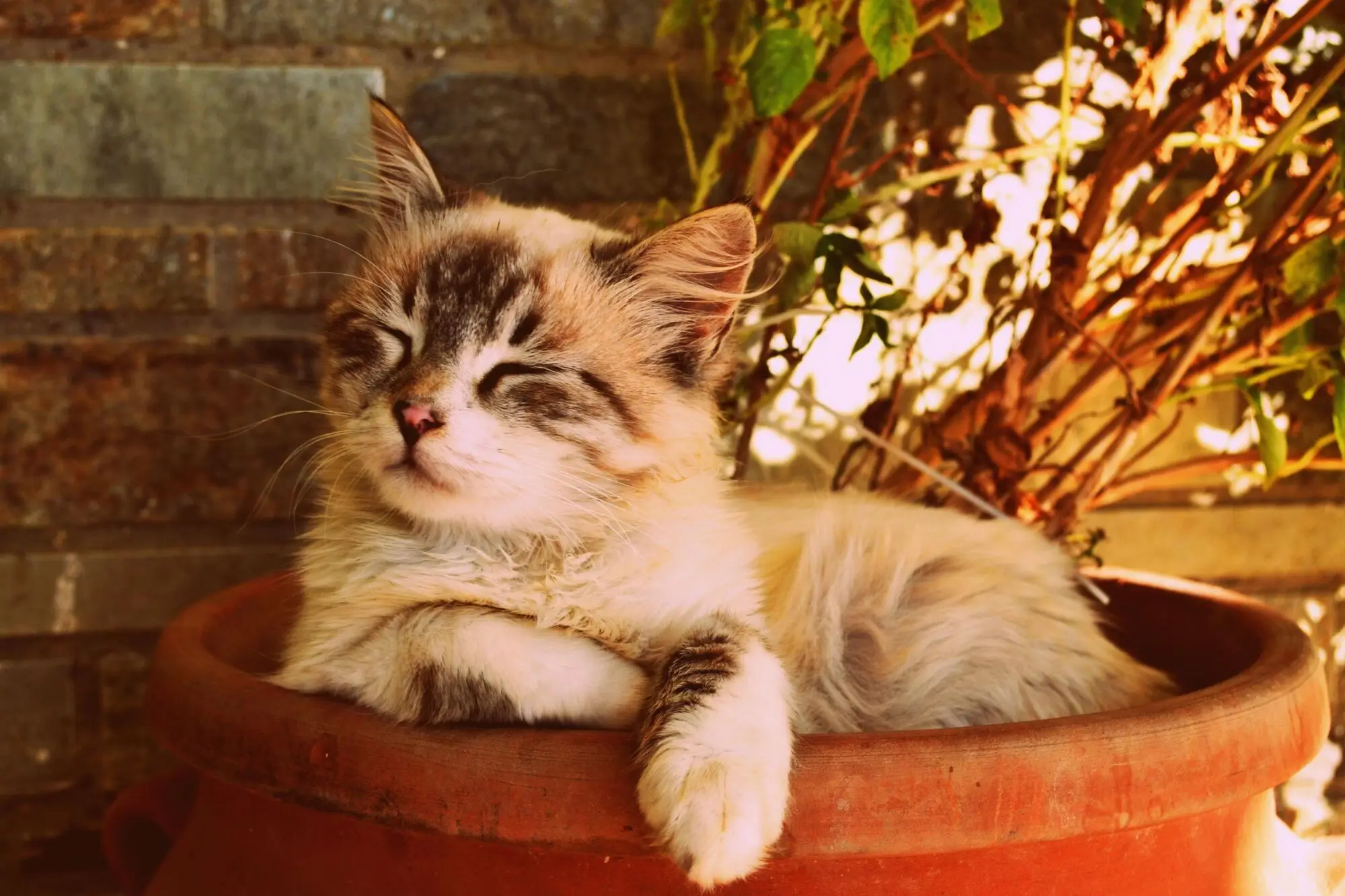 Pros and Cons of Allowing Pets in Your Virginia Beach, VA Rental Property